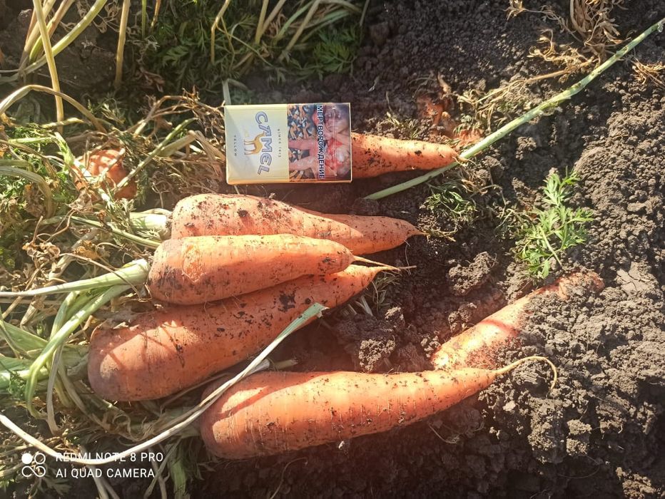 Продам морковь и картофель оптом
