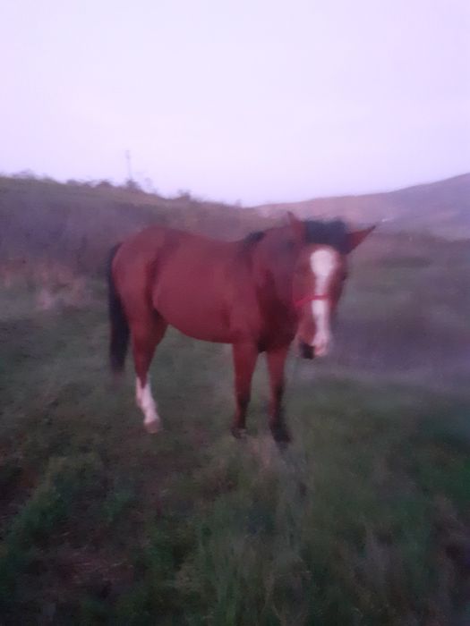 Vând urgent iapa de 3ani