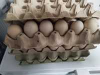 Vând oua rate leșești