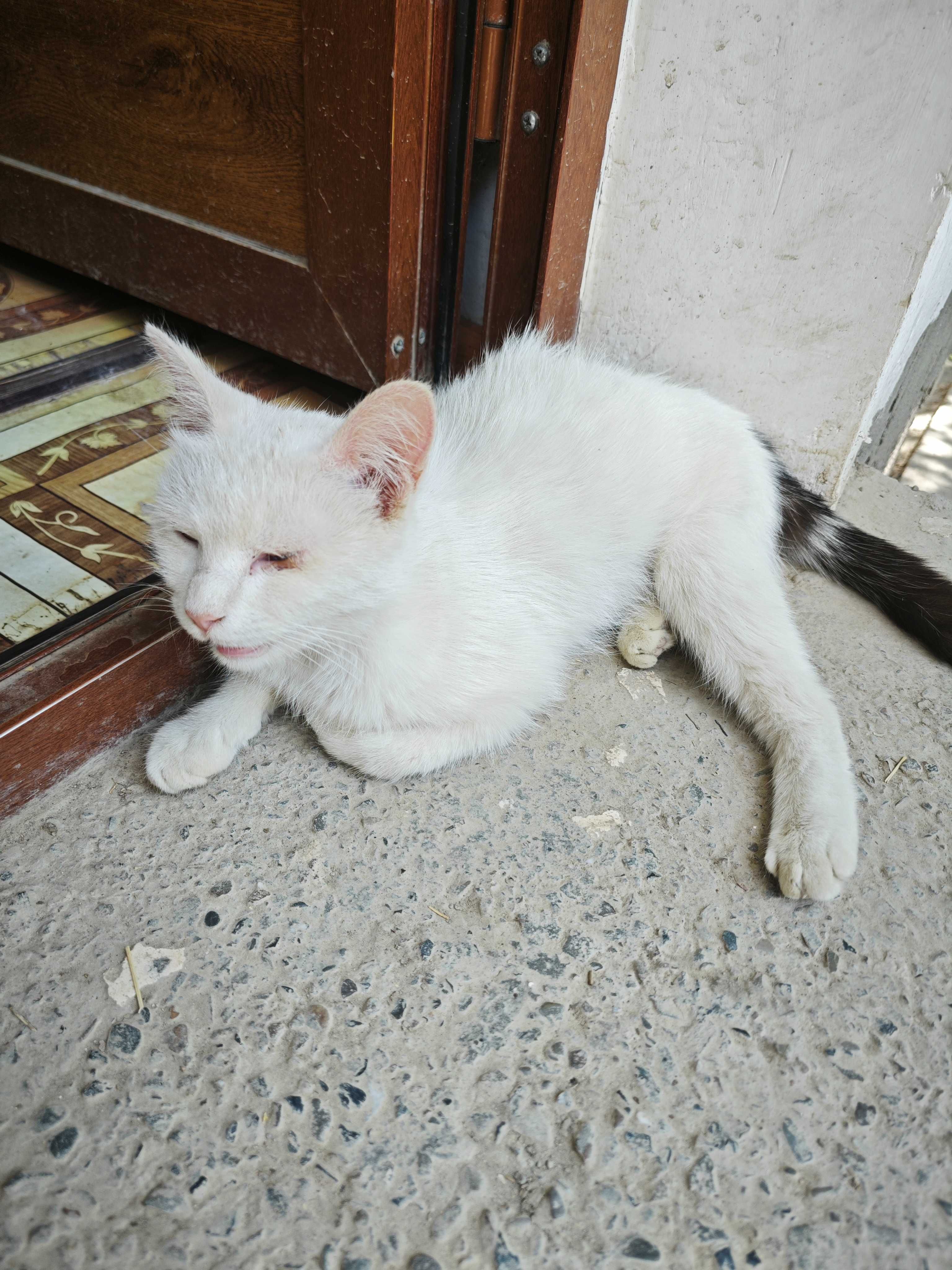 Mushuk va mushukchalar, yaxshi qo'llarga tekinga berib yuboraman