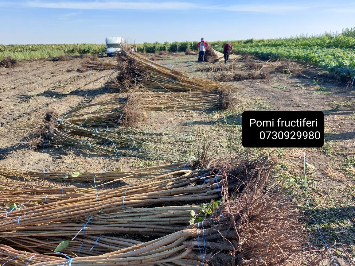 Pomi fructiferi de la producător soiuri diverse.