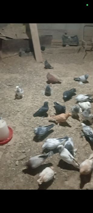 Голуби разного вида