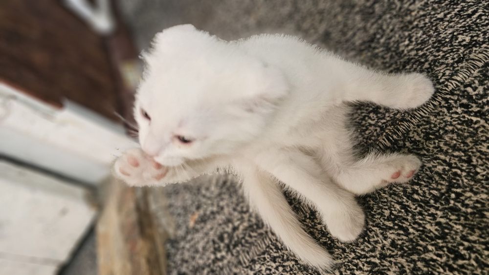 Mushug bolasi sotiladi sovga uchun olsayiz boladi qiz bola