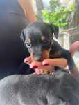 Pinscher pitic mini toy