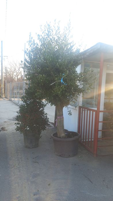 Spirale lelandy tuia smarald pon pon măslin cedrus