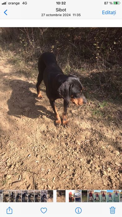 Cațeaua Copoi Ardelenesc