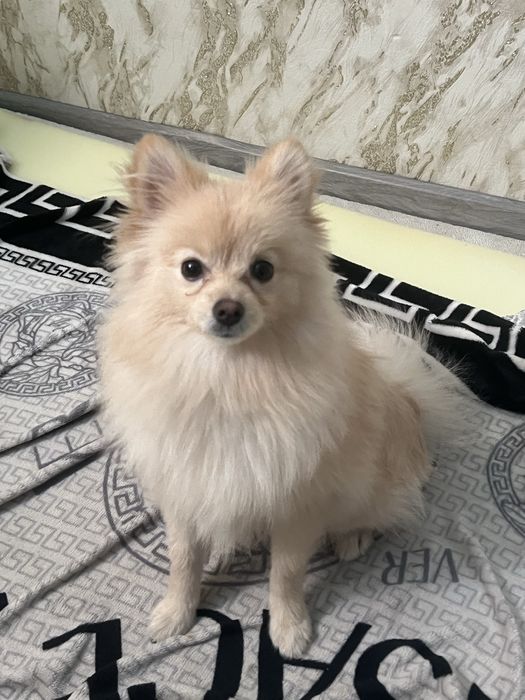 Продам 2 годика девочка