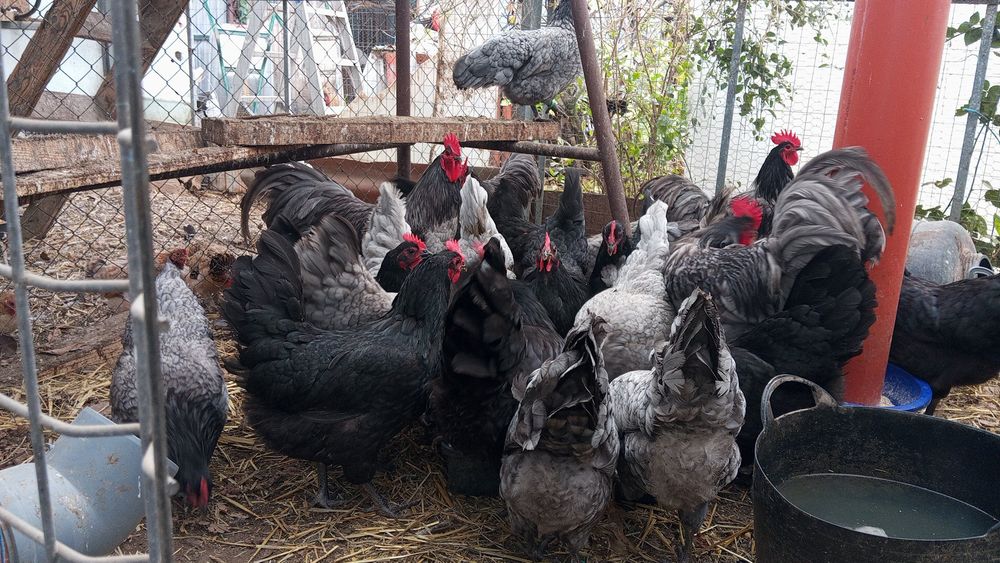 Pui de păun și Oua australorp albastru