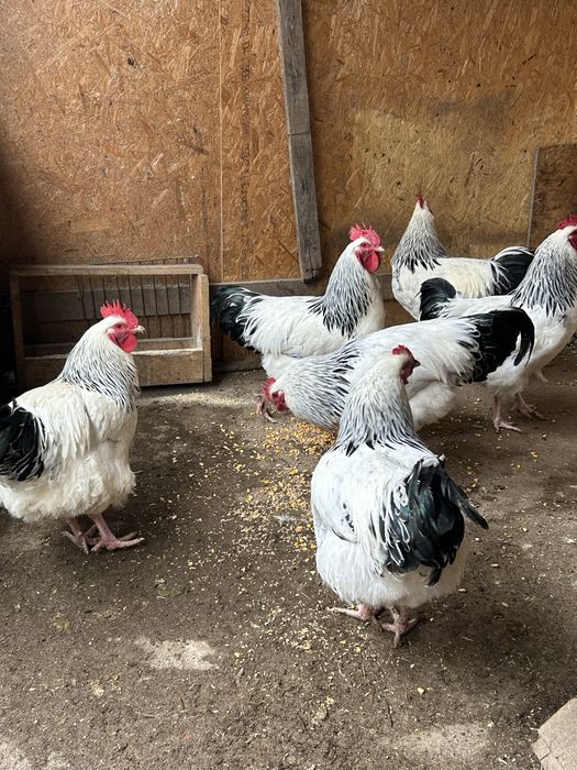 Cocosi sussex de vanzare., varsta 5 luni