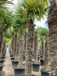 Palmierii rezistenți la îngheț transport gratuit