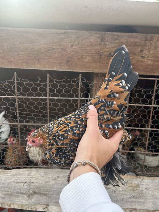 Disponibile gaini mii de flori