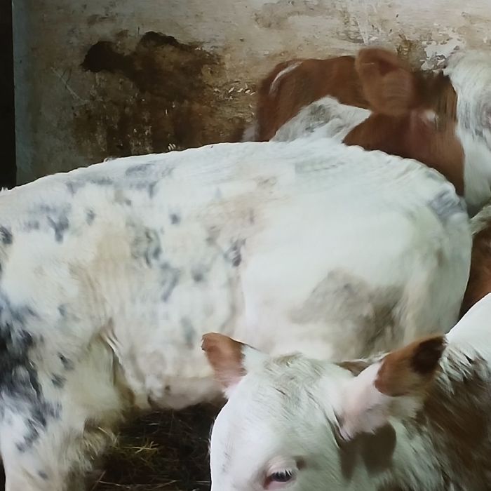 Vitei baltata românească si belgian