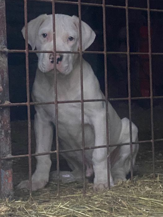 Mascul dog Argentinian