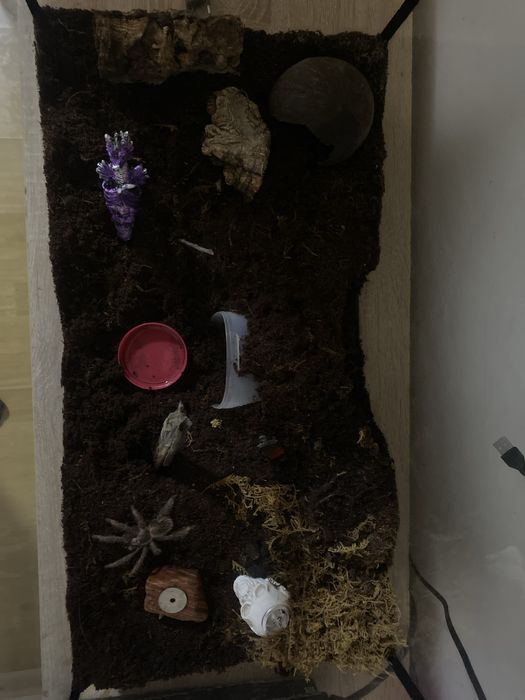 Acvariu cu tarantula lasiodora  parahybana