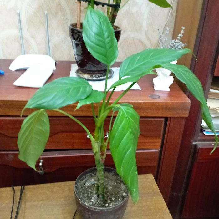 Продам цветы Аглаонема,