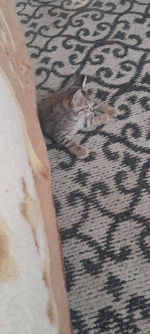 Отдам в хорошие руки котят