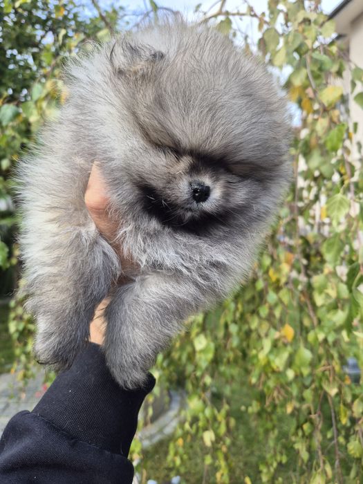 Женско бяло и сейбъл момче