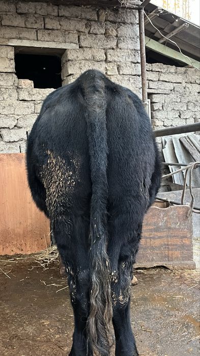 Buka sotiladi Продаётся бык