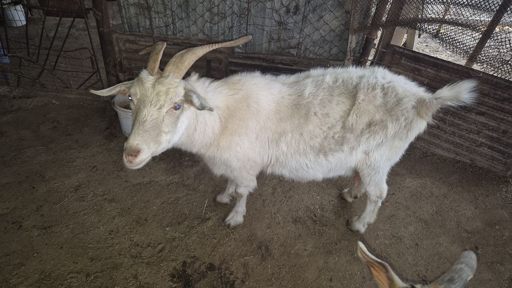 Продаются зааненские козы