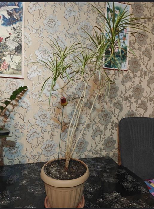 Растение драцена