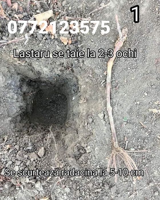 Butasi vita de vie hibrid și altoita