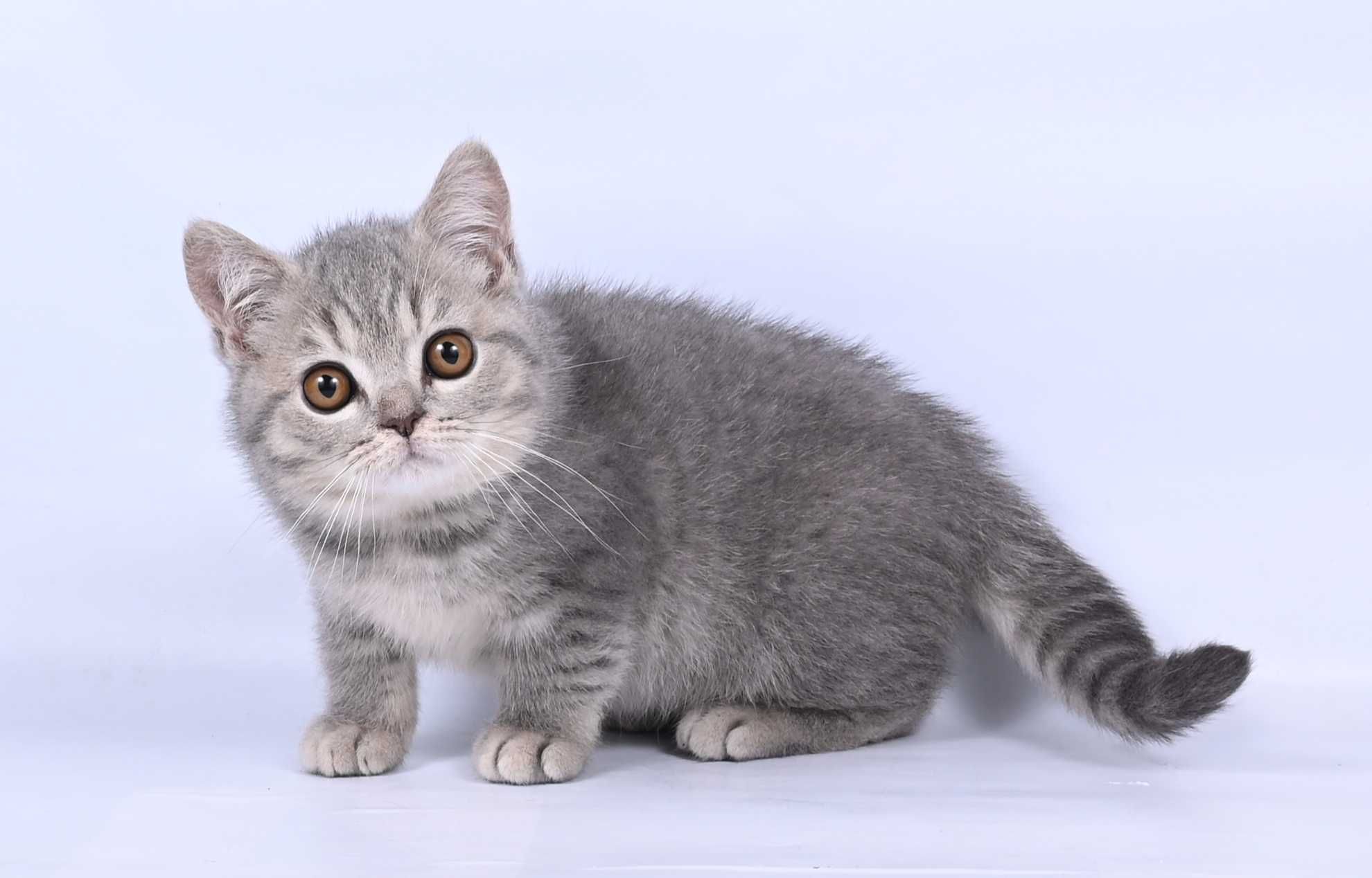 Pisicui British Shorthair