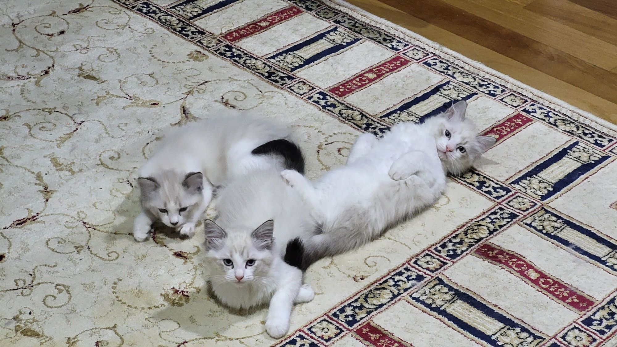 Котенца Регдол – 4 пухкави бебета почти на 3 месеца