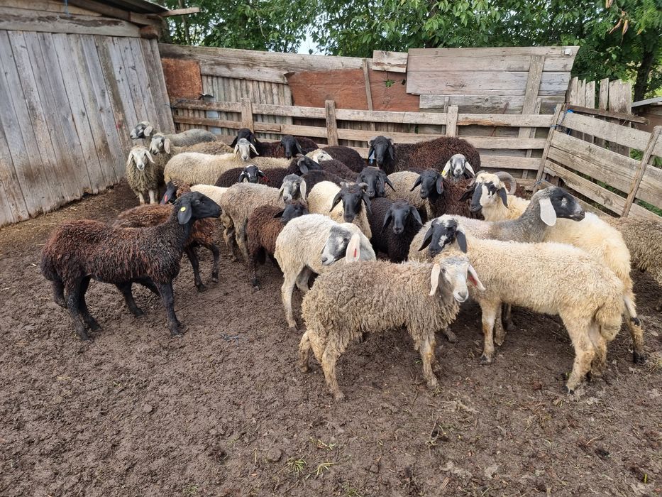 Cârlani de vânzare