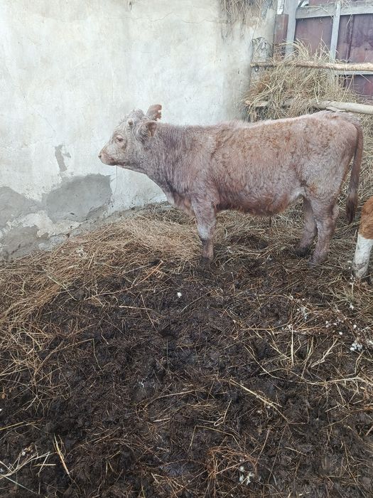 Продам двух подсосных бычков