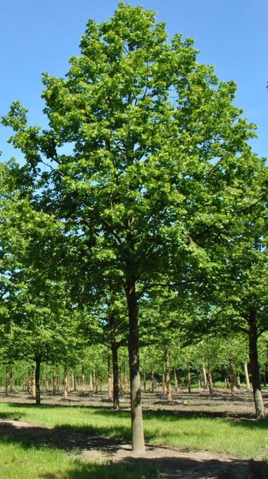 Transformă-ți Curtea cu Tei Decorativ – Rapid și Profesionist!