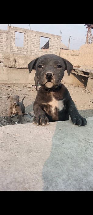 Продаётся Собака питбуль