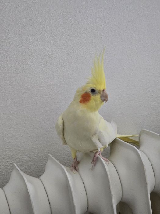 Pui de nimfe, foarte blânzi