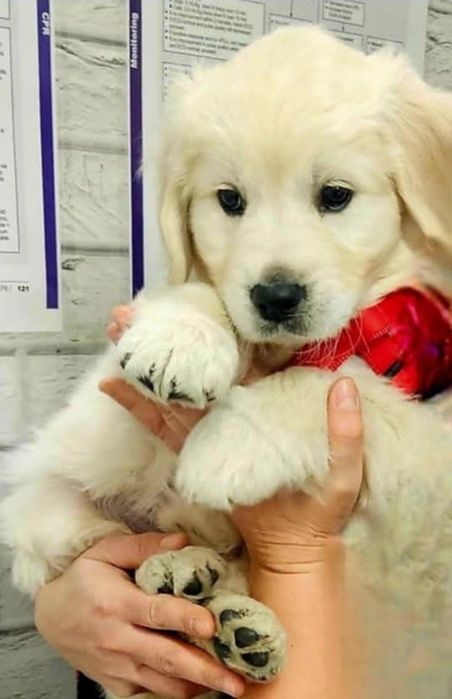 Golden retriever pedigree