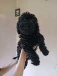 Caniche superb(pudel)