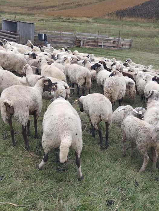 Vând oi metis lacune cu carabaș