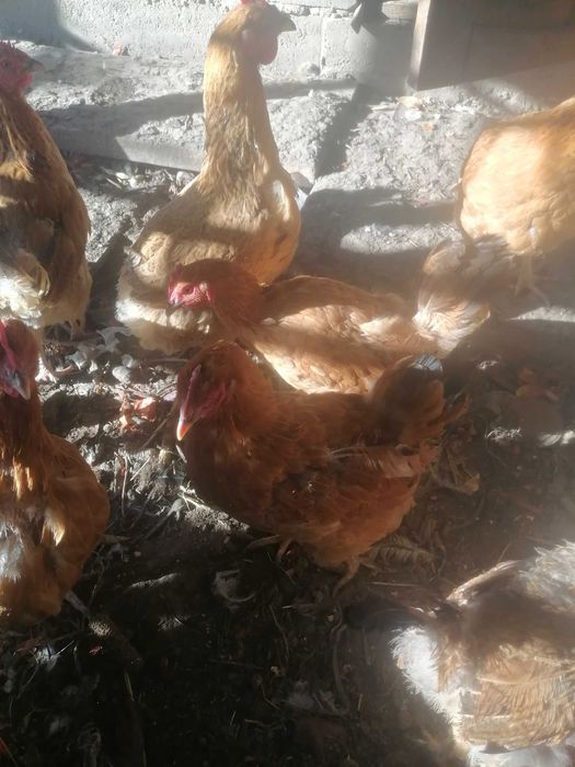 Продам домашних курочек.