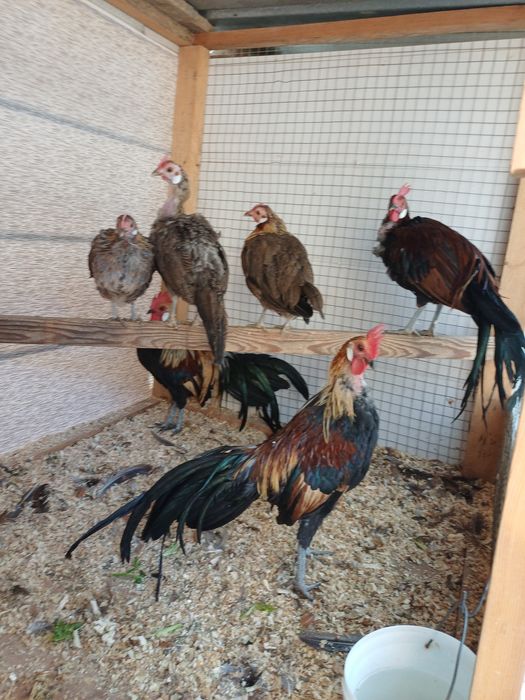 Феникс Хуроз ва Товуклари