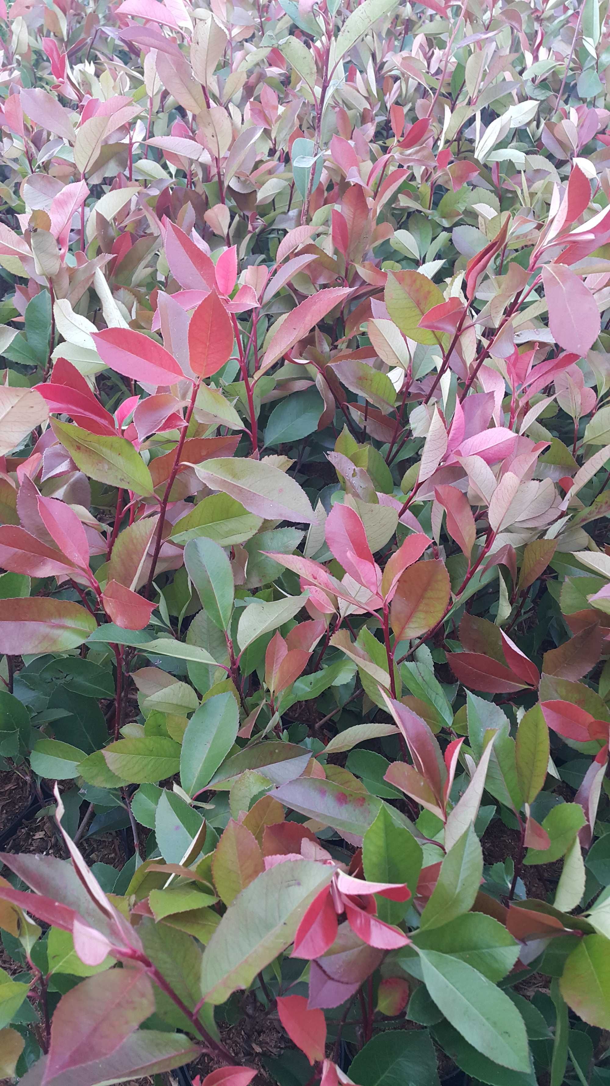 Photinia (fotinia) fraserii Red Robin gard viu