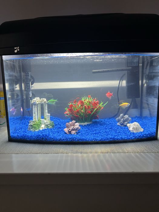 Acvariu pentru pesti