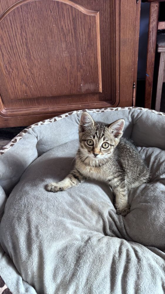 Отдам бесплатно котят