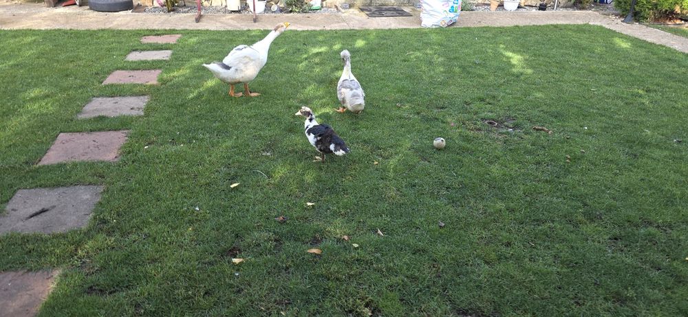 Vand boboc mare gasca rata muta pui liliputi gainusa pinta asturiana