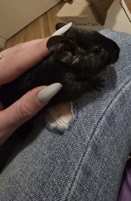 Pui veverițe degu pentru adoptie