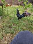 Cocos și găină Ayam Cemani