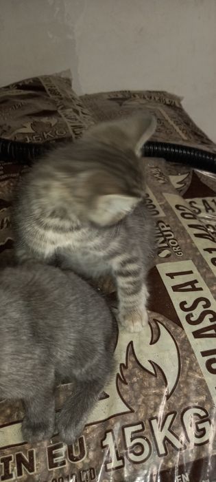 Подарявам много хубави котета!