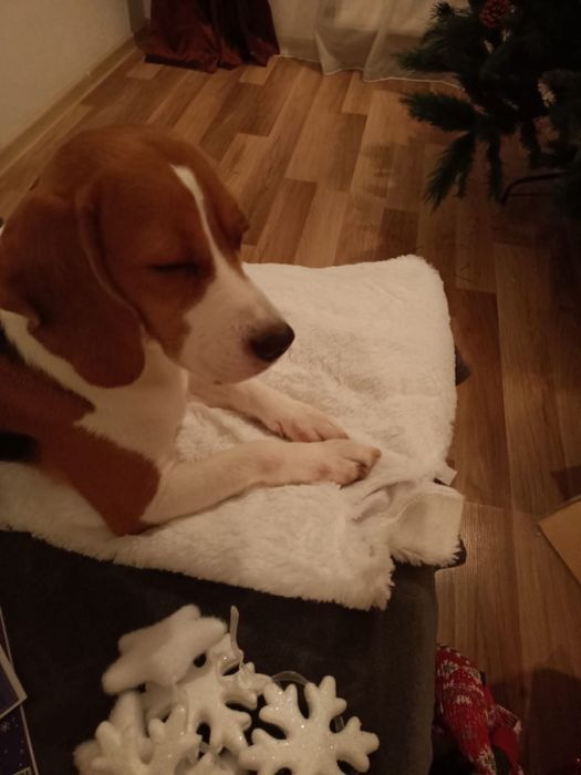 Donez Beagle 6 ani