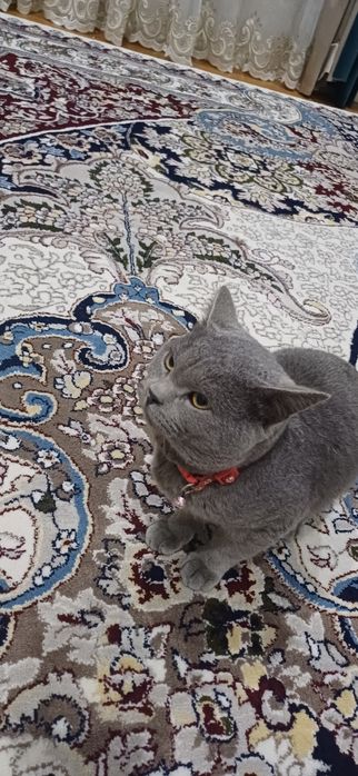 Mushuk britiancky kalta sochli