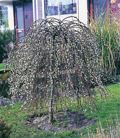 Плачеща върба (Salix caprea 'Kilmarnock')