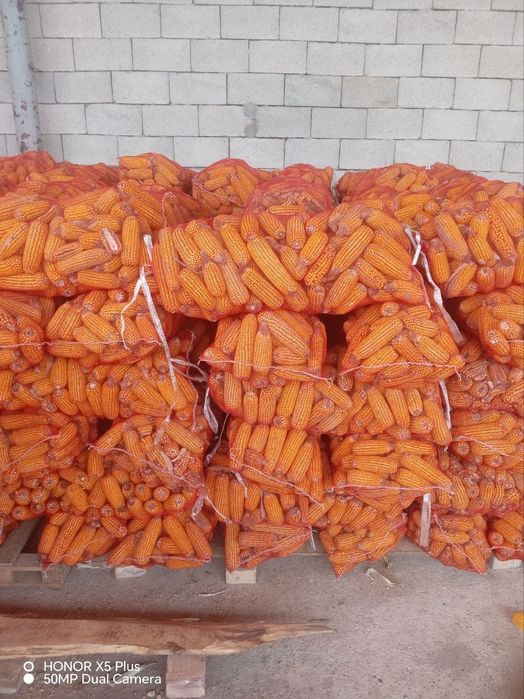 Makka soʻtasi bilan sotiladi.kuzgi.