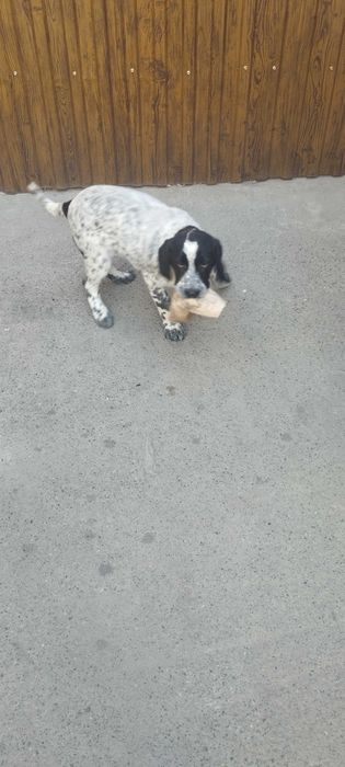 Собака 4 месяца Спаниель