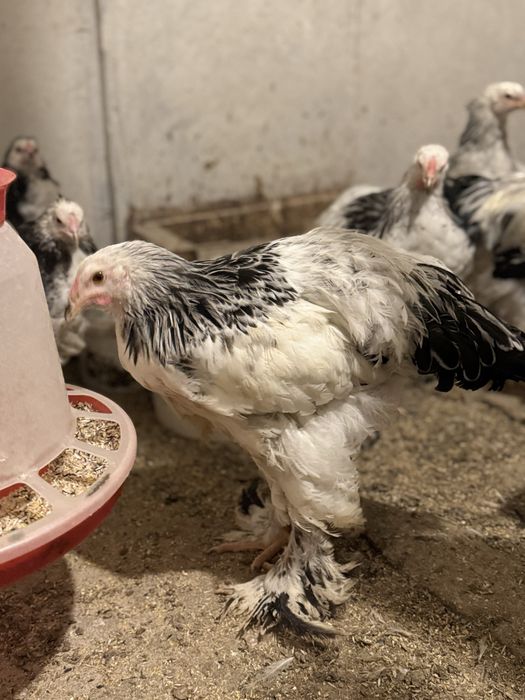 Brahma Herminat deschis